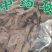 山胡椒根牛筋树根牛筋条根各种中药材