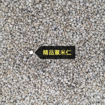 无硫无添加薏米仁薏米仁新货各种规格和价格