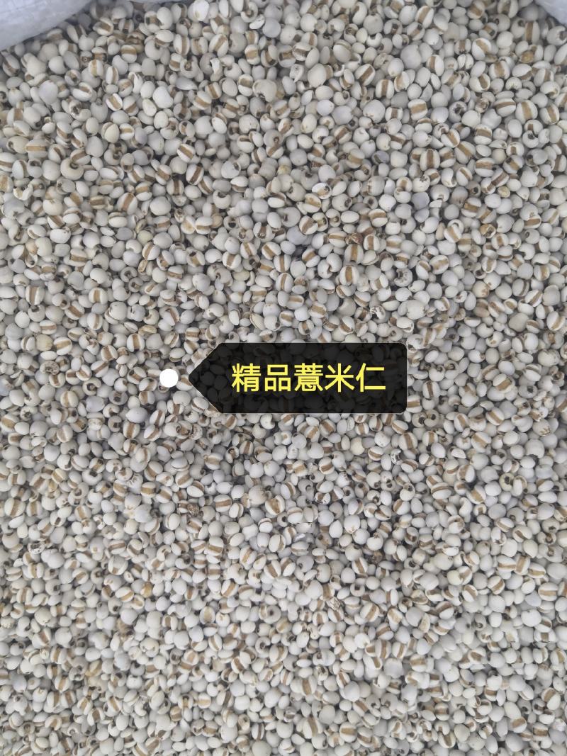 无硫无添加薏米仁薏米仁新货各种规格和价格