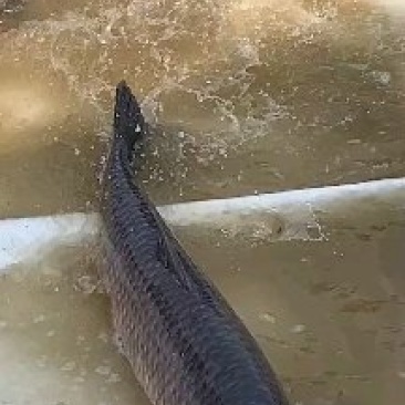 青鱼