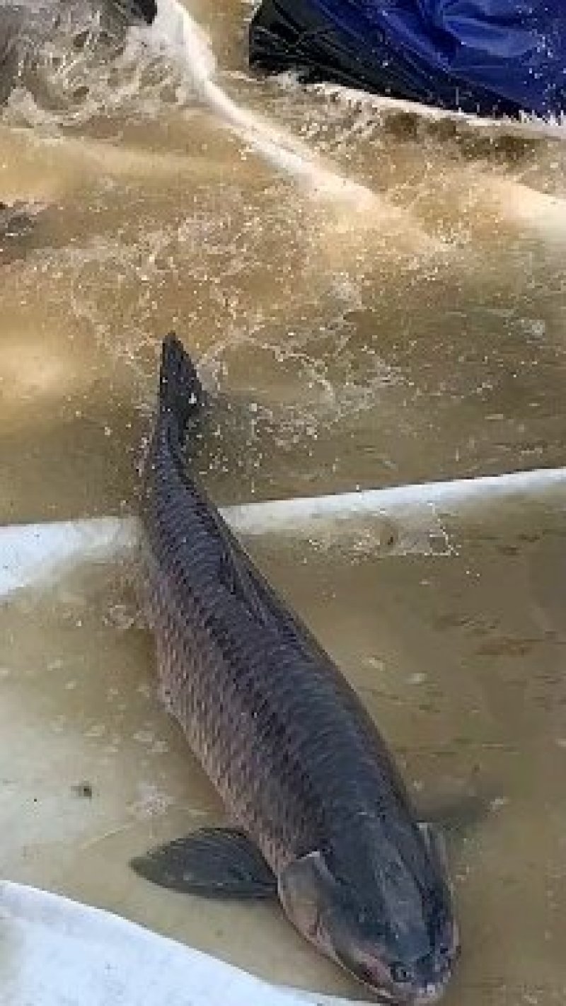 青鱼