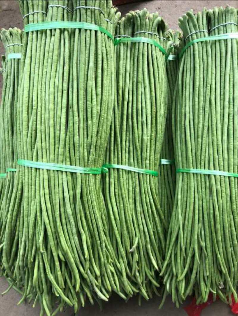 长豆角夏天秋天大量供应
