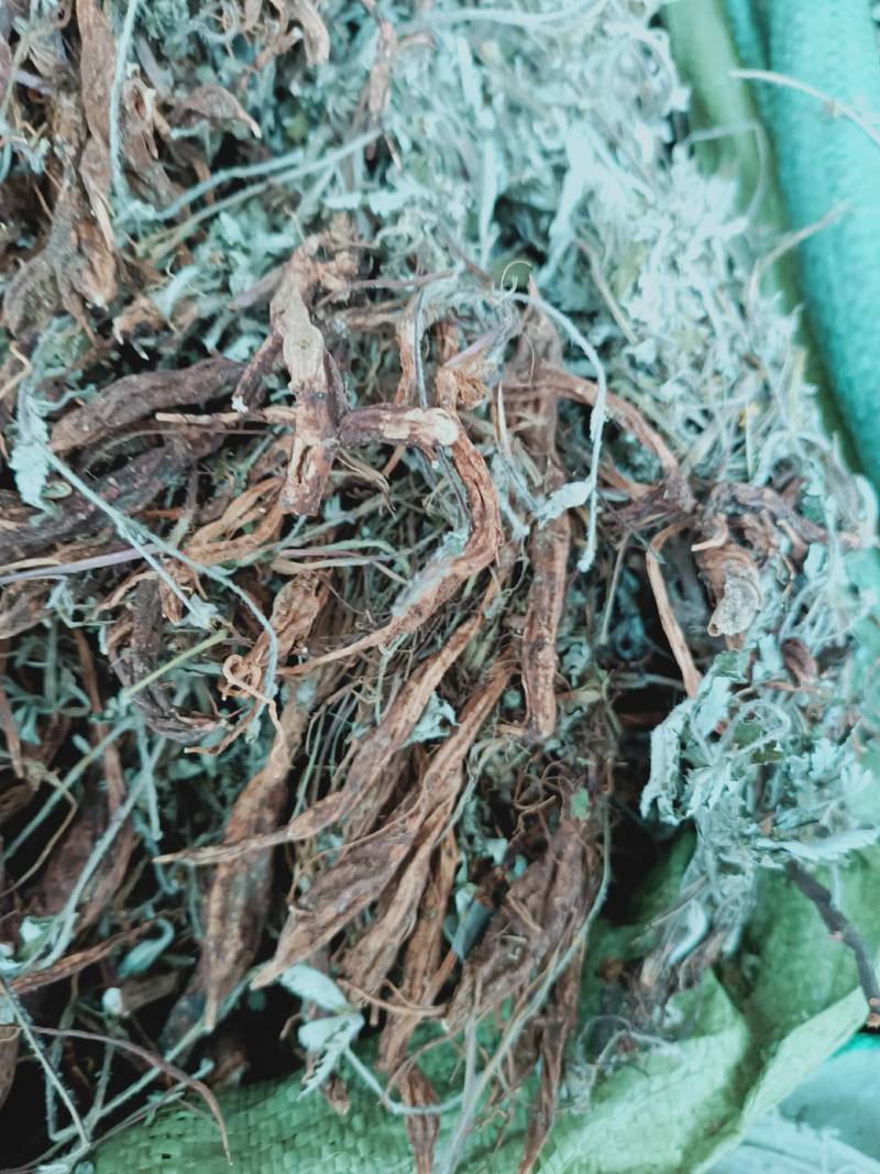 2020新货纯野生翻白草整颗带根正品晒干中药材