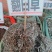 2020新货纯野生翻白草整颗带根正品晒干中药材