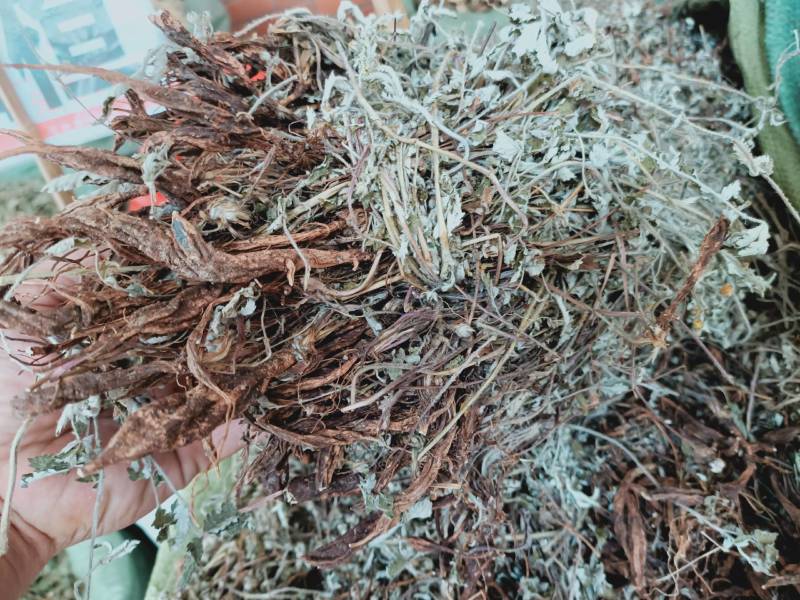 2020新货纯野生翻白草整颗带根正品晒干中药材