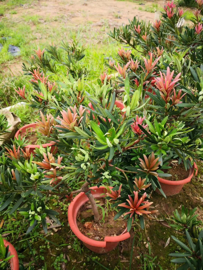 罗汉松品种苗