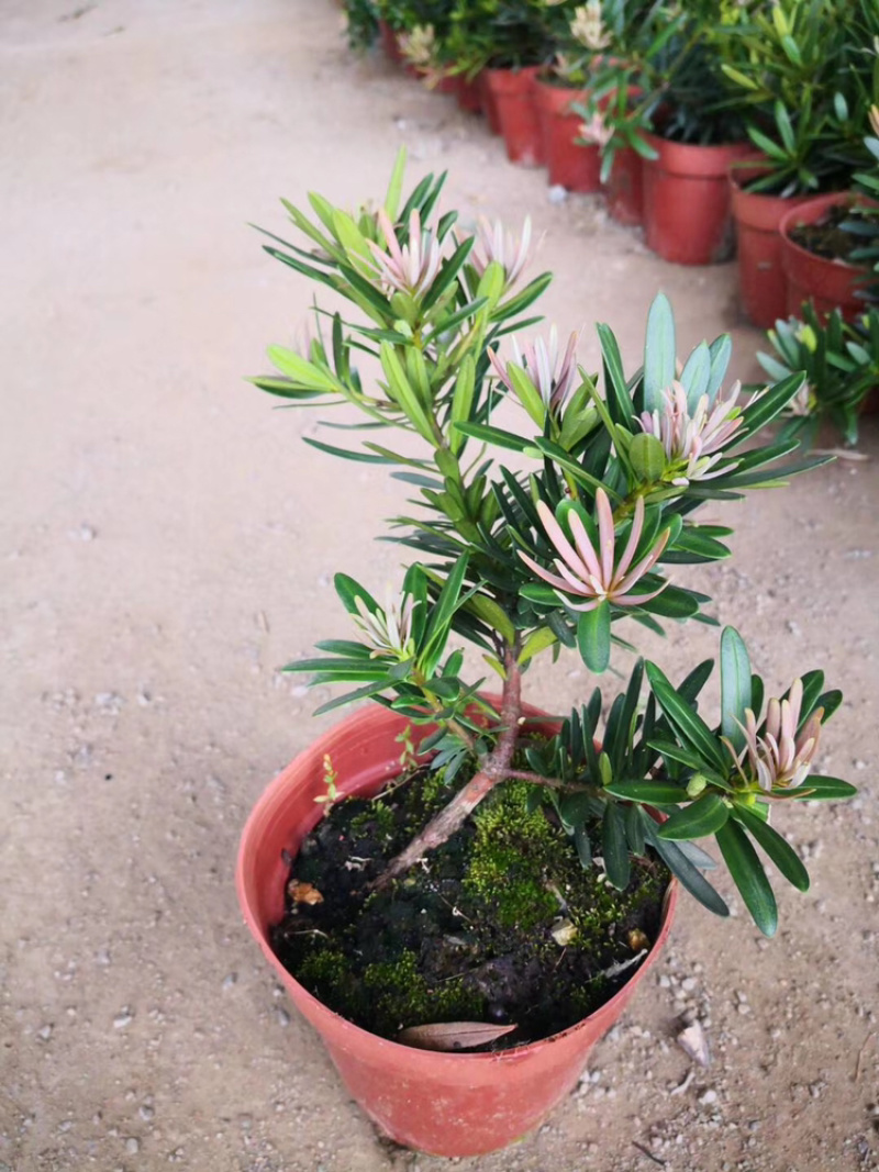 罗汉松品种苗