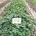 大叶宁玉草莓苗【各品种齐全】质量保证免费技术指导