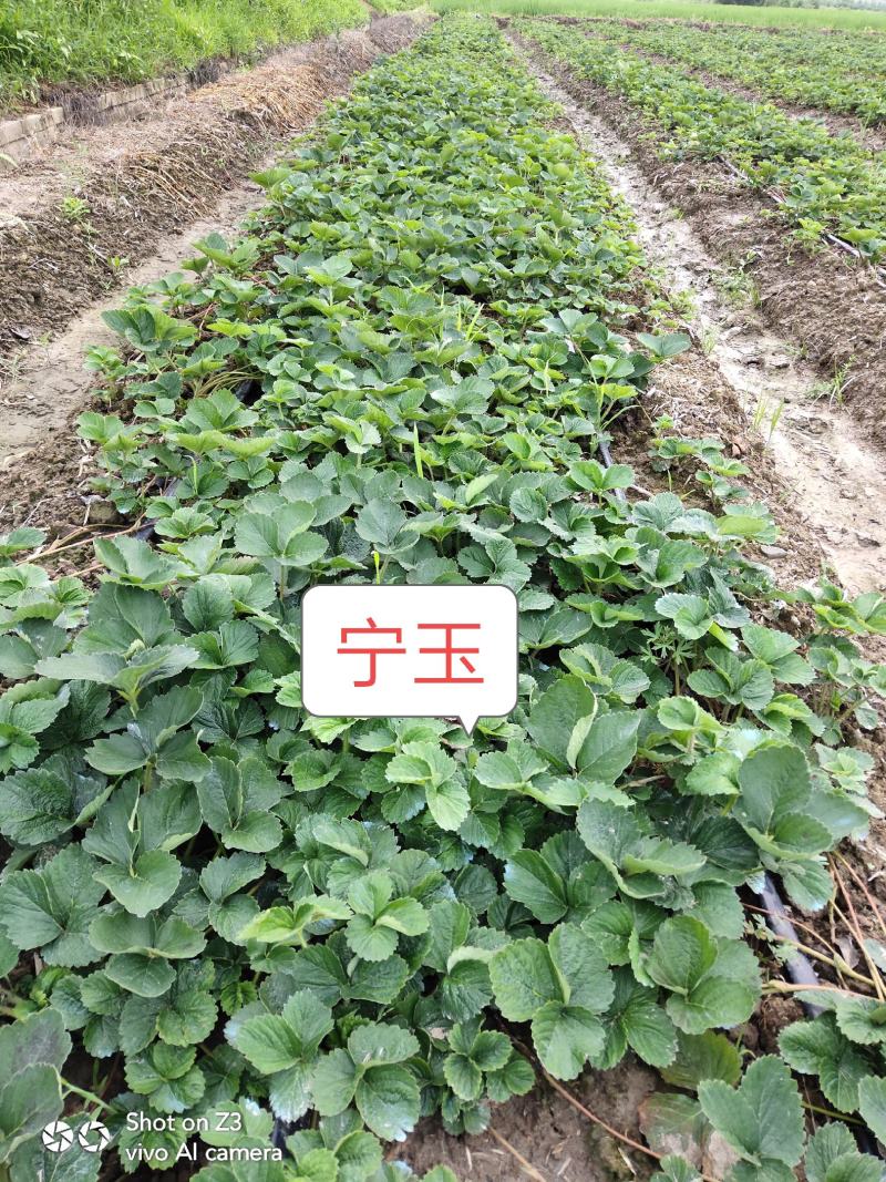 大叶宁玉草莓苗【各品种齐全】质量保证免费技术指导