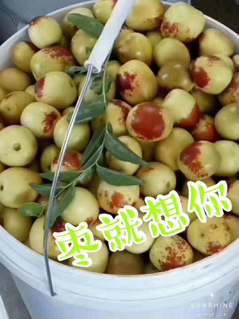 冬枣红了