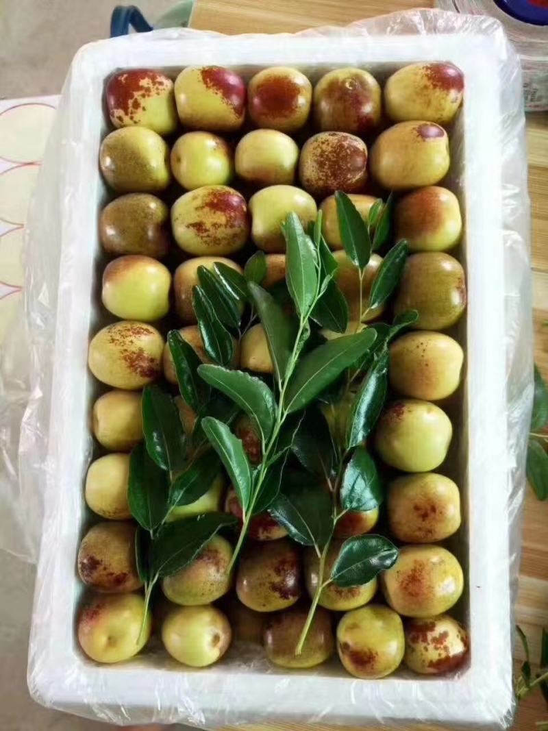 冬枣红了