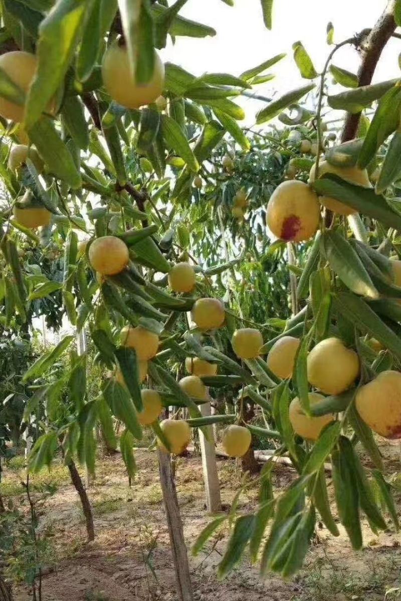 冬枣红了