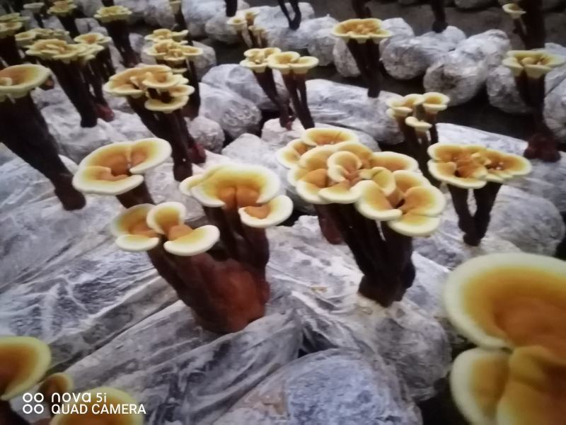 活体袖珍赤灵芝花欢迎选购。