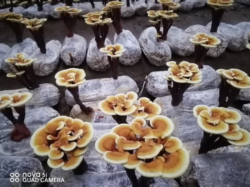 活体袖珍赤灵芝花欢迎选购。
