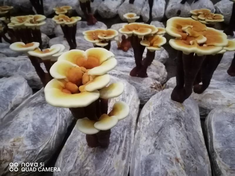 活体袖珍赤灵芝花欢迎选购。