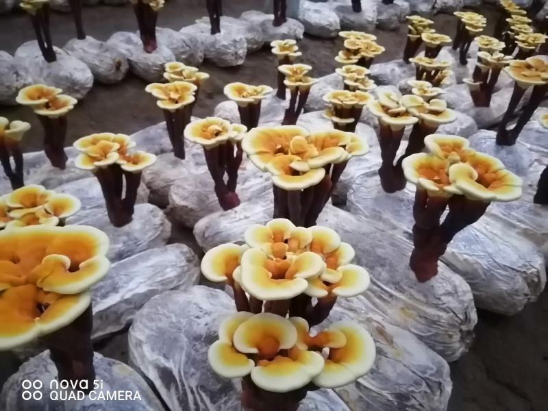 活体袖珍赤灵芝花欢迎选购。