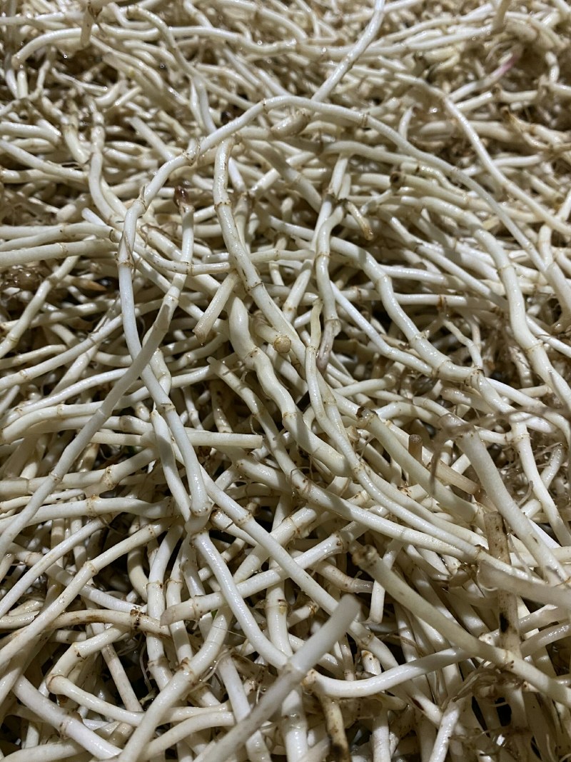湖北鱼腥草折耳根基地直发一手货源节节根