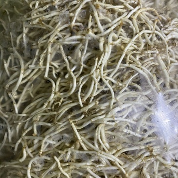 湖北鱼腥草折耳根基地直发一手货源节节根