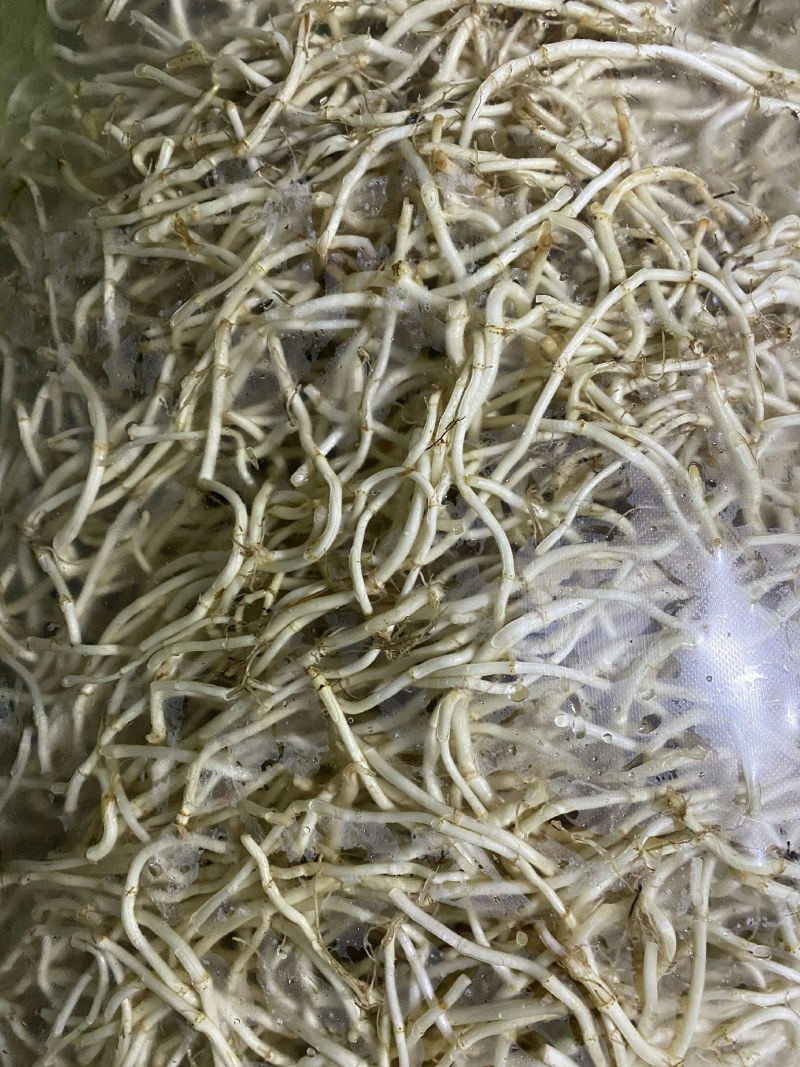 湖北鱼腥草折耳根基地直发一手货源节节根