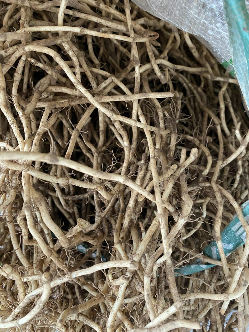 湖北鱼腥草折耳根基地直发一手货源节节根