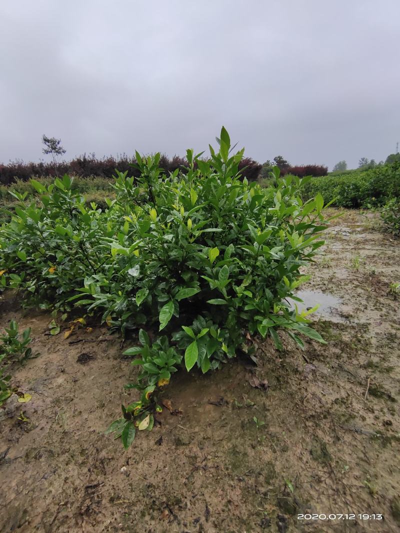 栀子花，栀子花球(丛生栀子花.小叶栀子花)大量出售