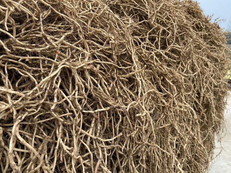 湖北鱼腥草折耳根基地直发一手货源节节根