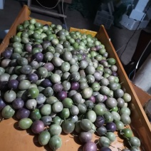 百香果台农自，芭乐味黄金果，紫香百香果