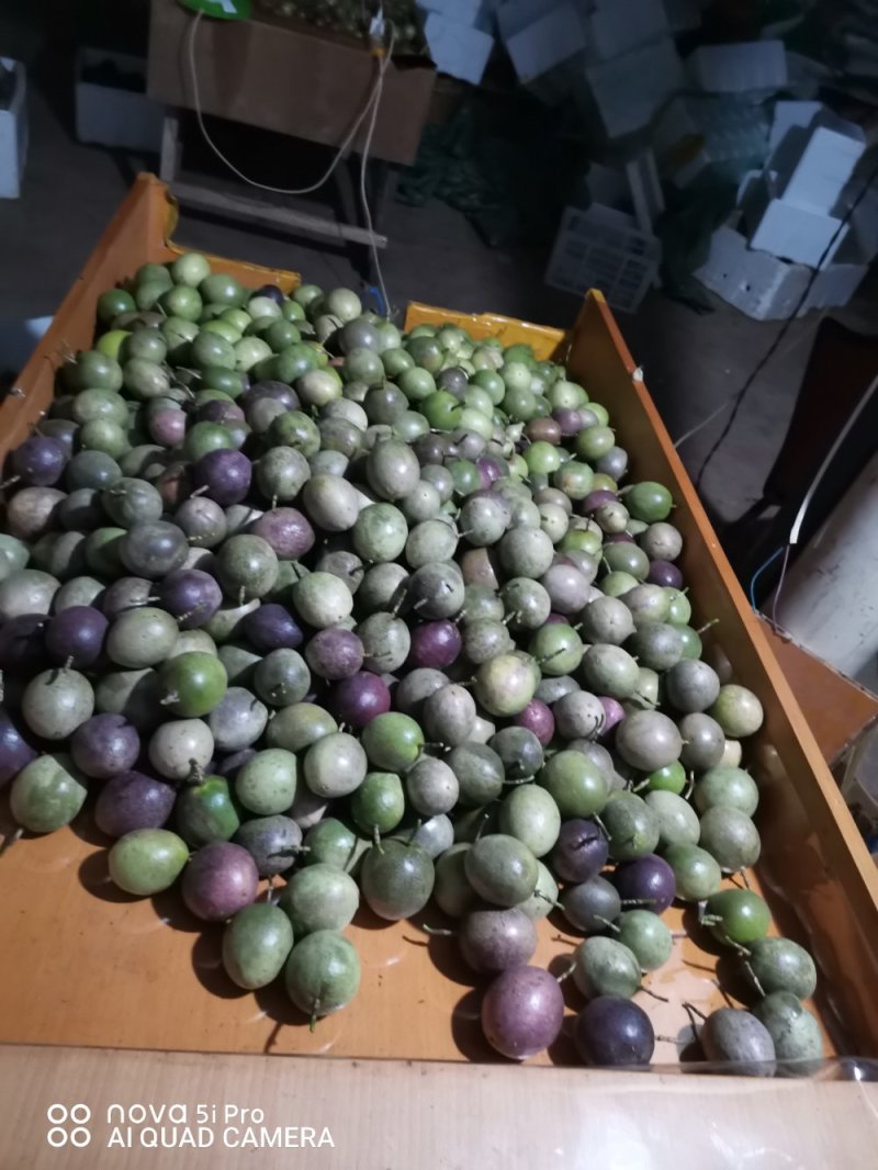 百香果台农自，芭乐味黄金果，紫香百香果