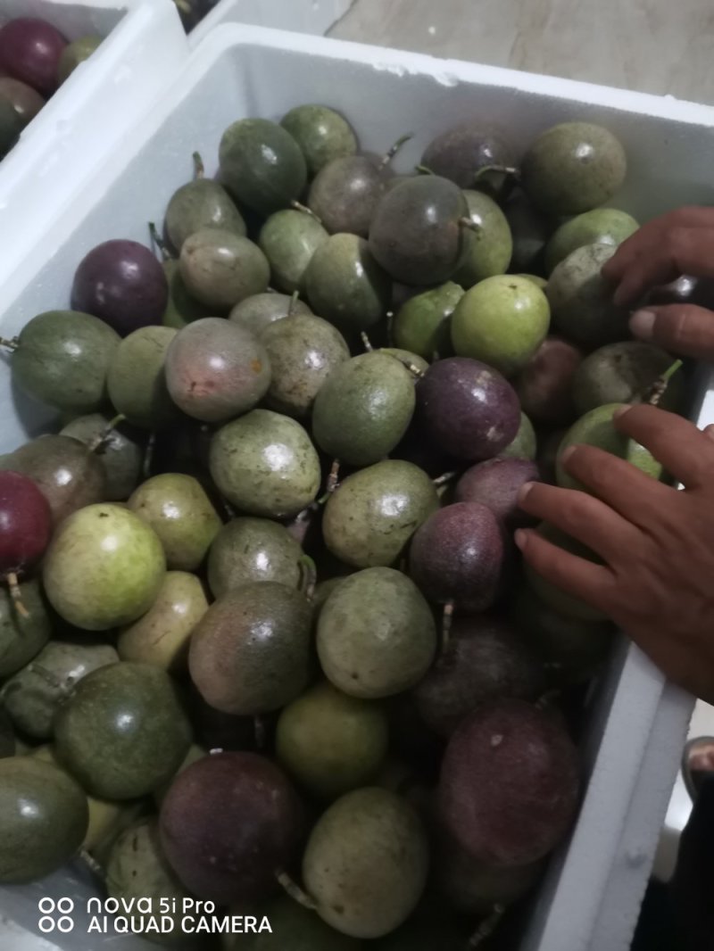 百香果台农自，芭乐味黄金果，紫香百香果