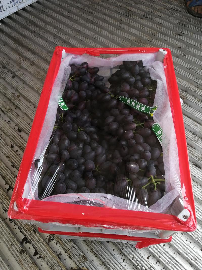 A17葡萄紫甜无核葡萄，万亩基地，产地直销