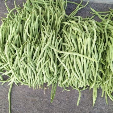 精品豆王大量上市