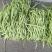 精品豆王大量上市