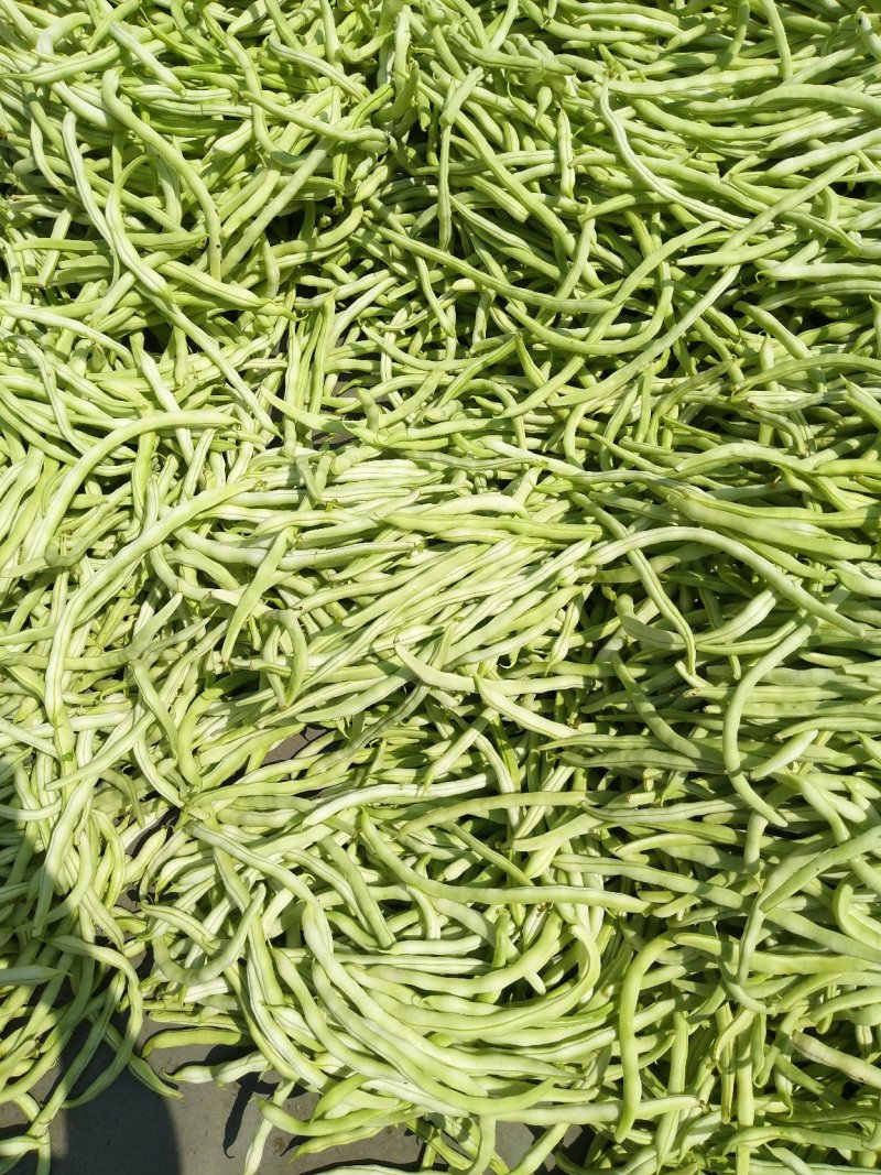 精品豆王大量上市