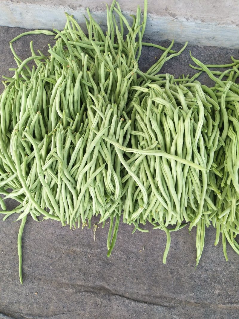 精品豆王大量上市