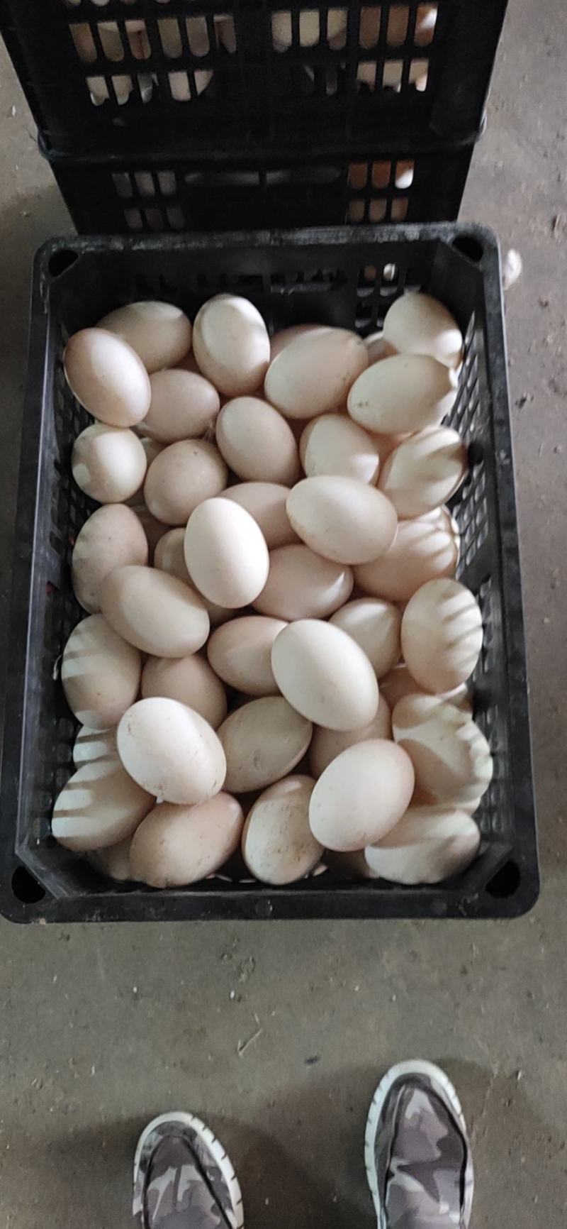 精纹鸭蛋大鸭蛋裂纹鸭蛋