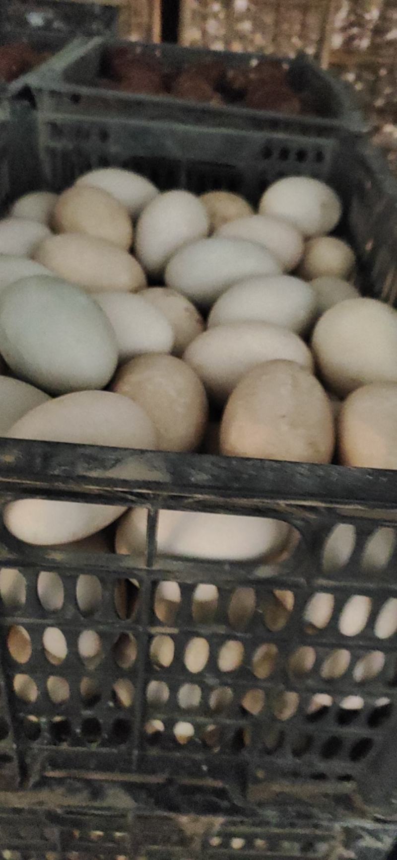 精纹鸭蛋大鸭蛋裂纹鸭蛋