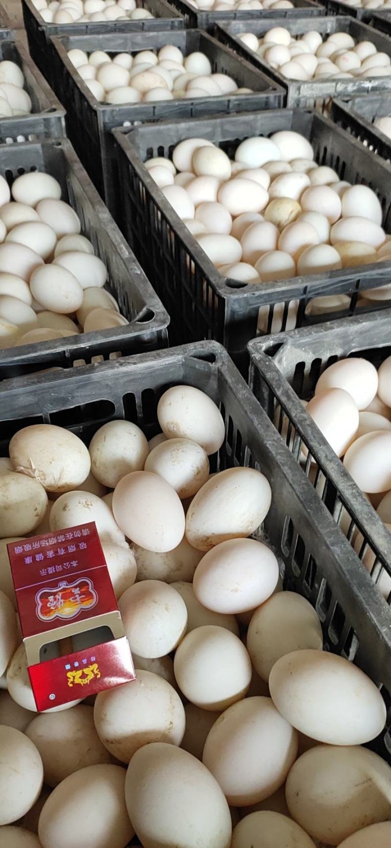 精纹鸭蛋大鸭蛋裂纹鸭蛋
