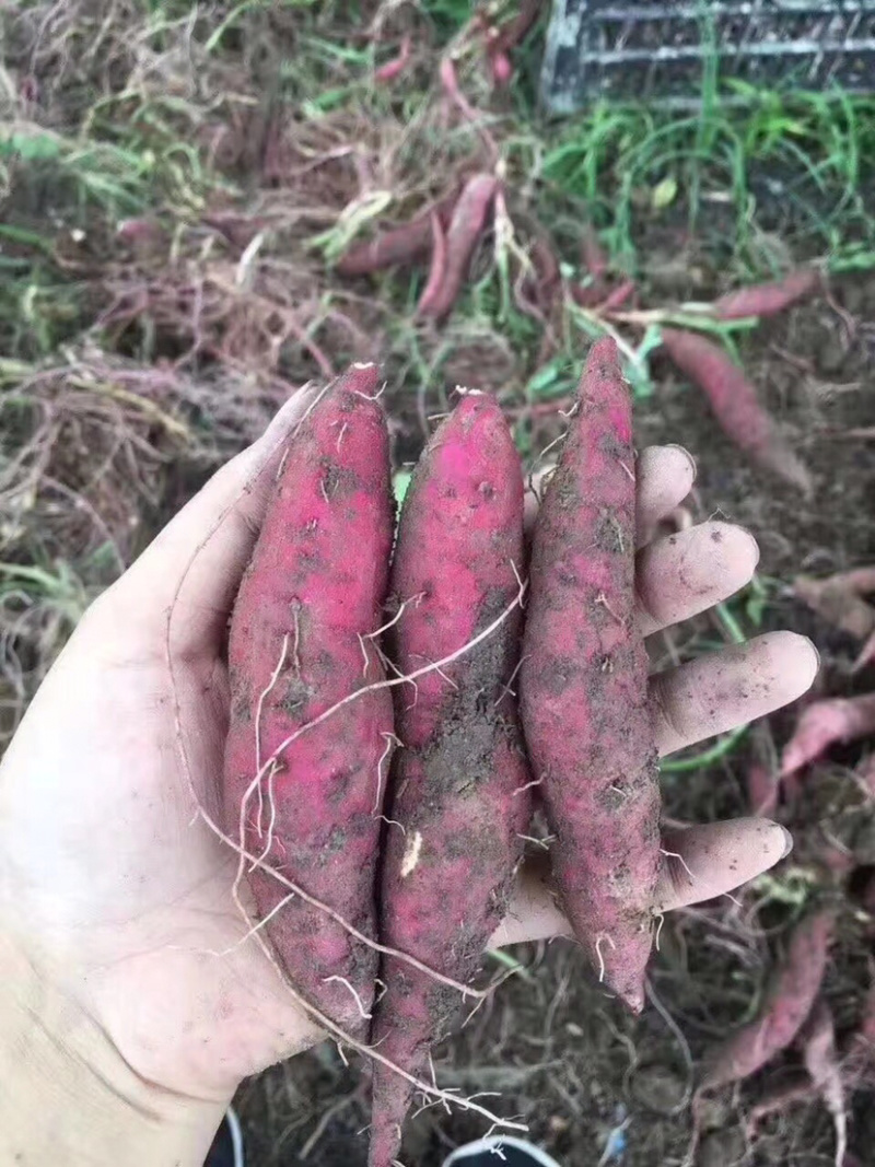 正宗临安天目小香薯粉糯香甜5斤一箱