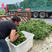 临安天目山香薯苗基地直供可视频包回收商品薯