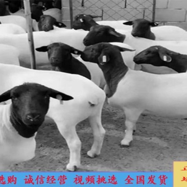 黑头杜波绵羊头胎种母羊种公羊羊羔养殖场直销货源稳定充足