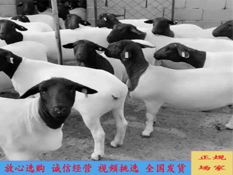 黑头杜波绵羊头胎种母羊种公羊羊羔养殖场直销货源稳定充足