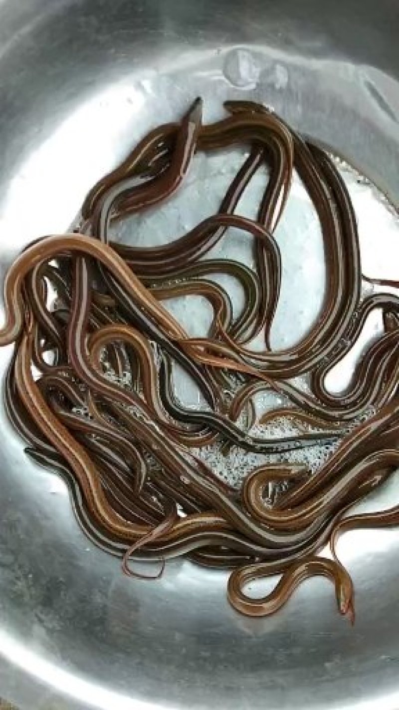 【精选推荐】湖北恩施黄鳝苗规格齐全包技术指导包成活