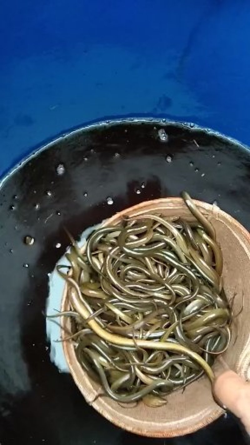 【精选推荐】湖北恩施黄鳝苗规格齐全包技术指导包成活