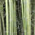 江苏基地大量批发青竹，青竹苗，旱园竹，竹子价格