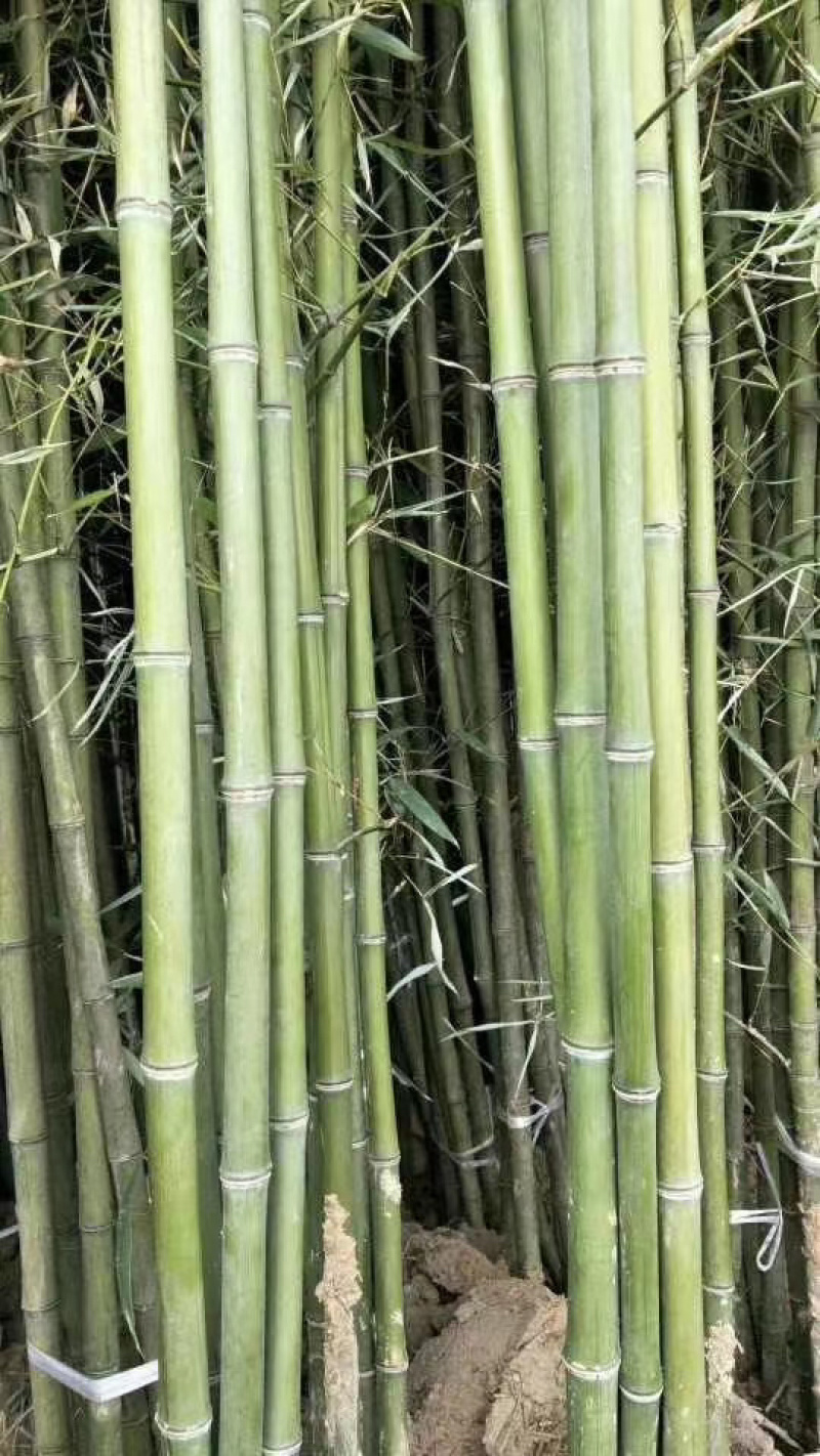 江苏基地大量批发青竹，青竹苗，旱园竹，竹子价格