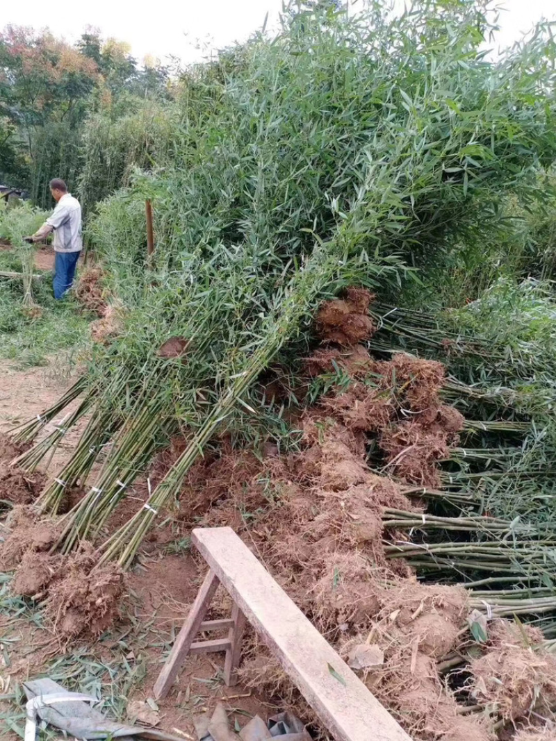 江苏基地大量批发青竹，青竹苗，旱园竹，竹子价格