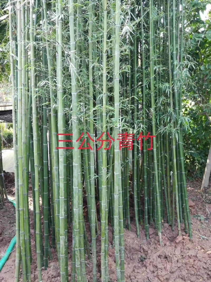 江苏基地大量批发青竹，青竹苗，旱园竹，竹子价格