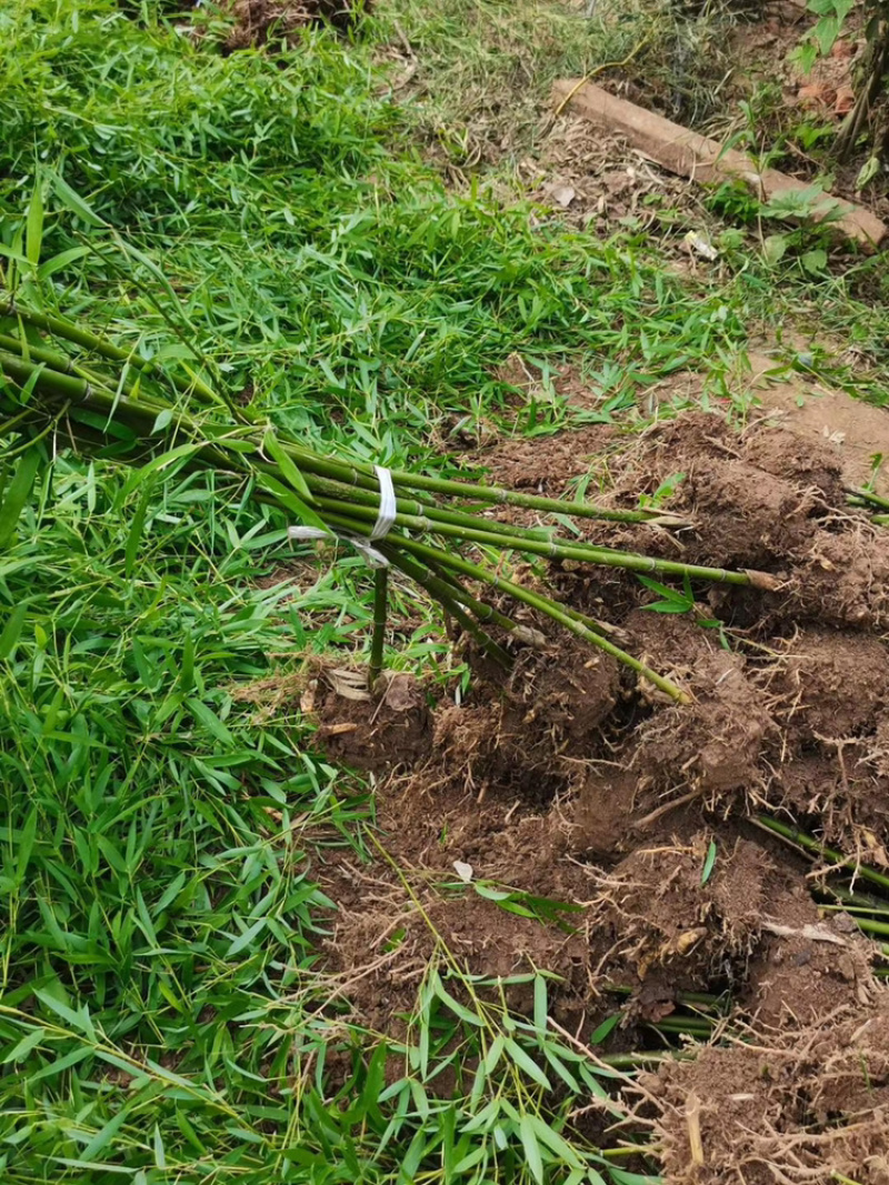 江苏基地大量批发青竹，青竹苗，旱园竹，竹子价格