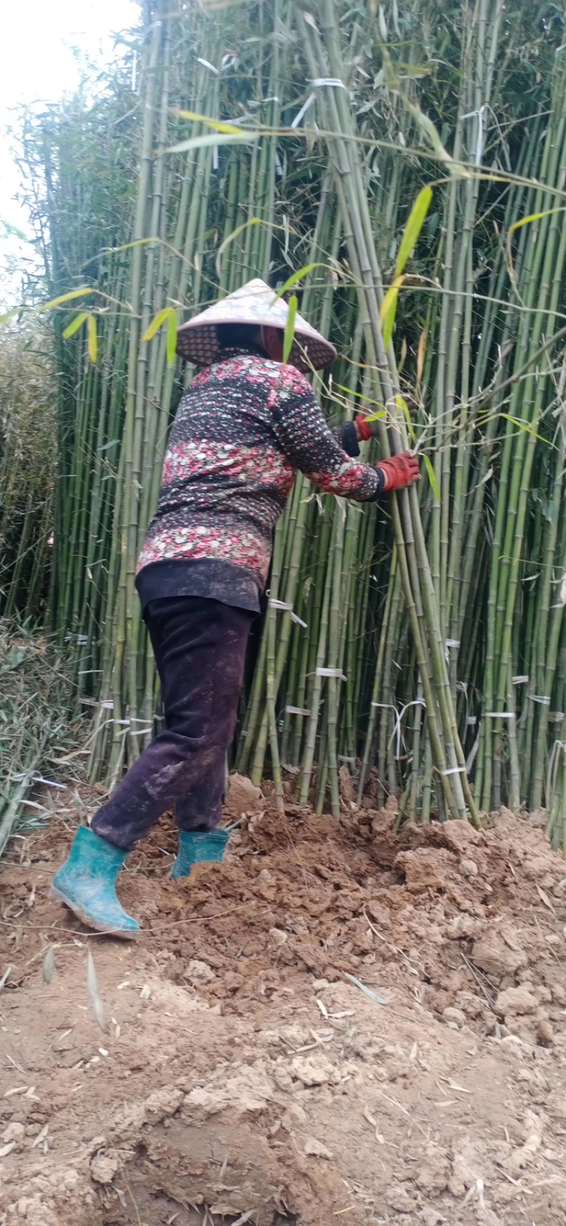 江苏基地大量批发青竹，青竹苗，旱园竹，竹子价格