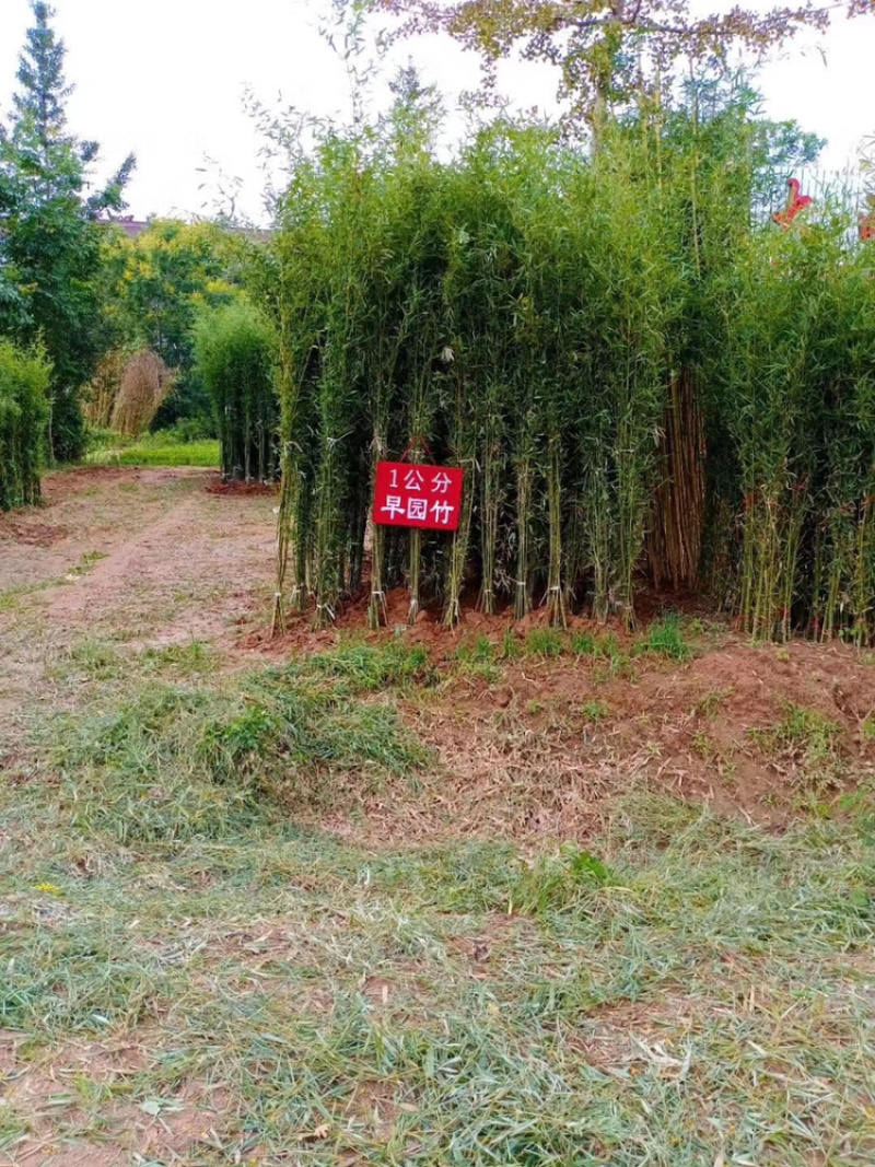 江苏基地大量批发青竹，青竹苗，旱园竹，竹子价格